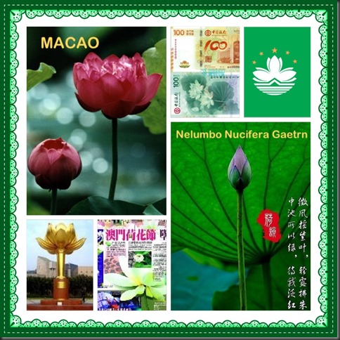 Macao and the Nobly, Elegant Lotus